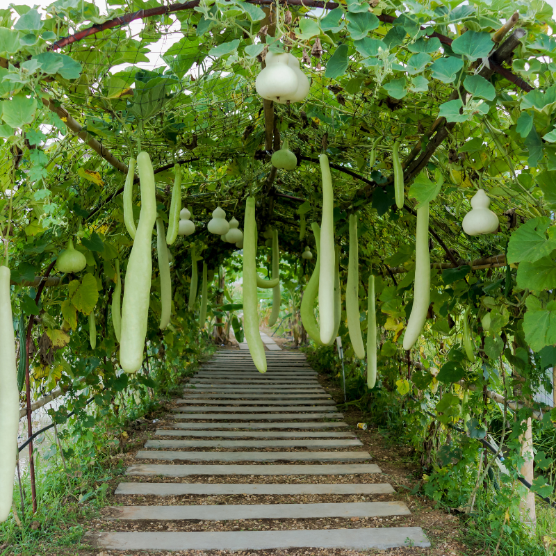 Bottle gourd long Ramdev Seeds