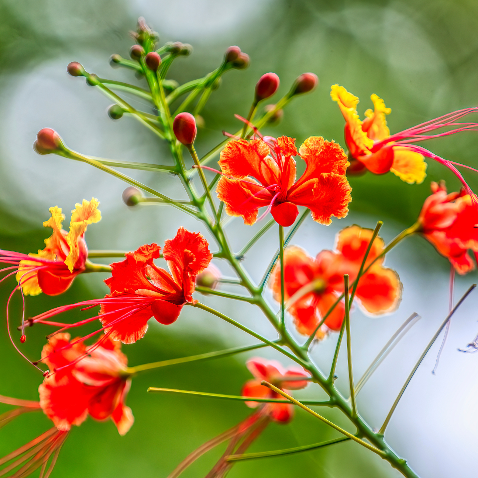 Peacock Flower Seeds (Caesalpinia pulcherrima)
