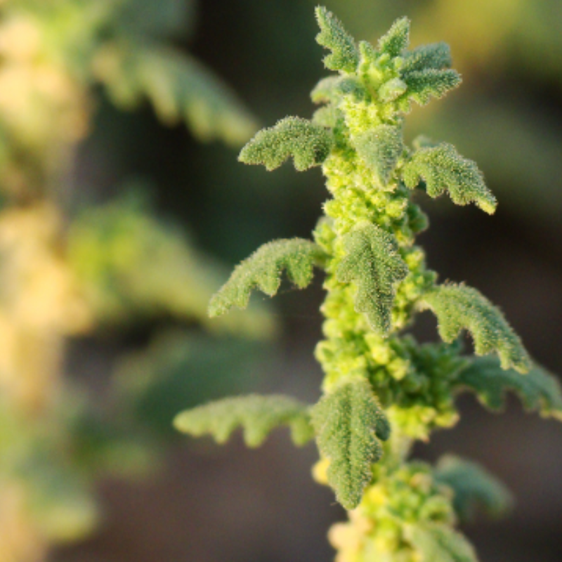Clammy goosefoot Seeds