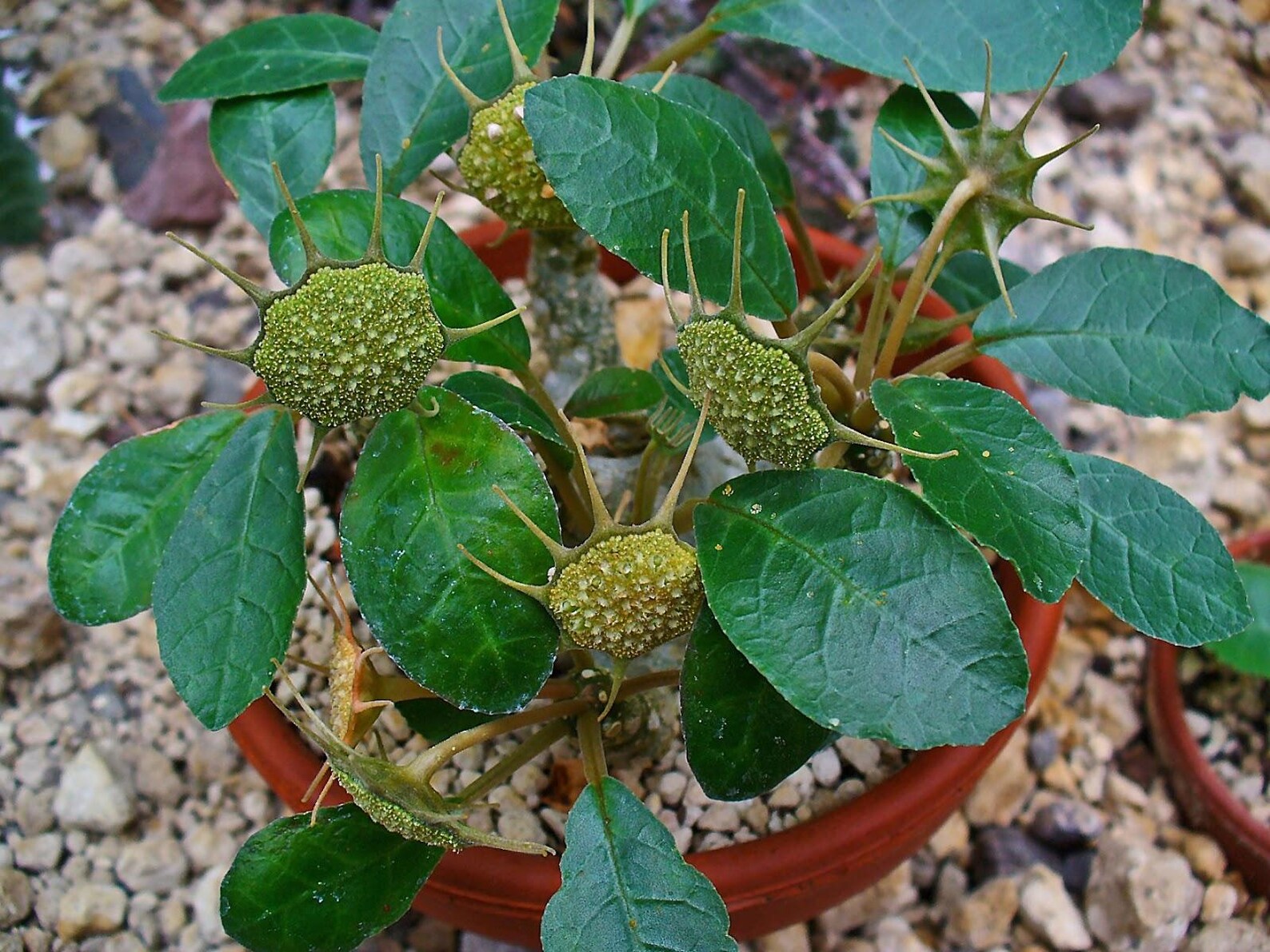 Dorstenia foetida, Grendelion Seeds