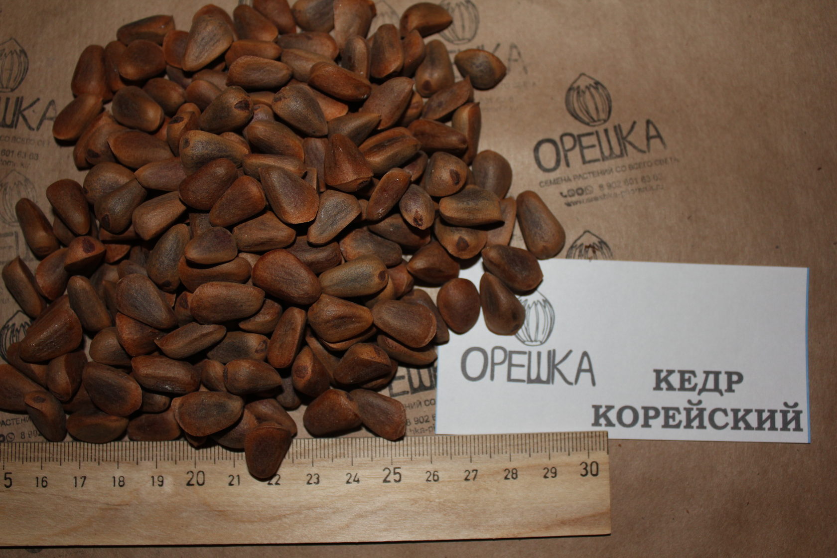 Korean Cedar Seeds (Pinus koraiensis)