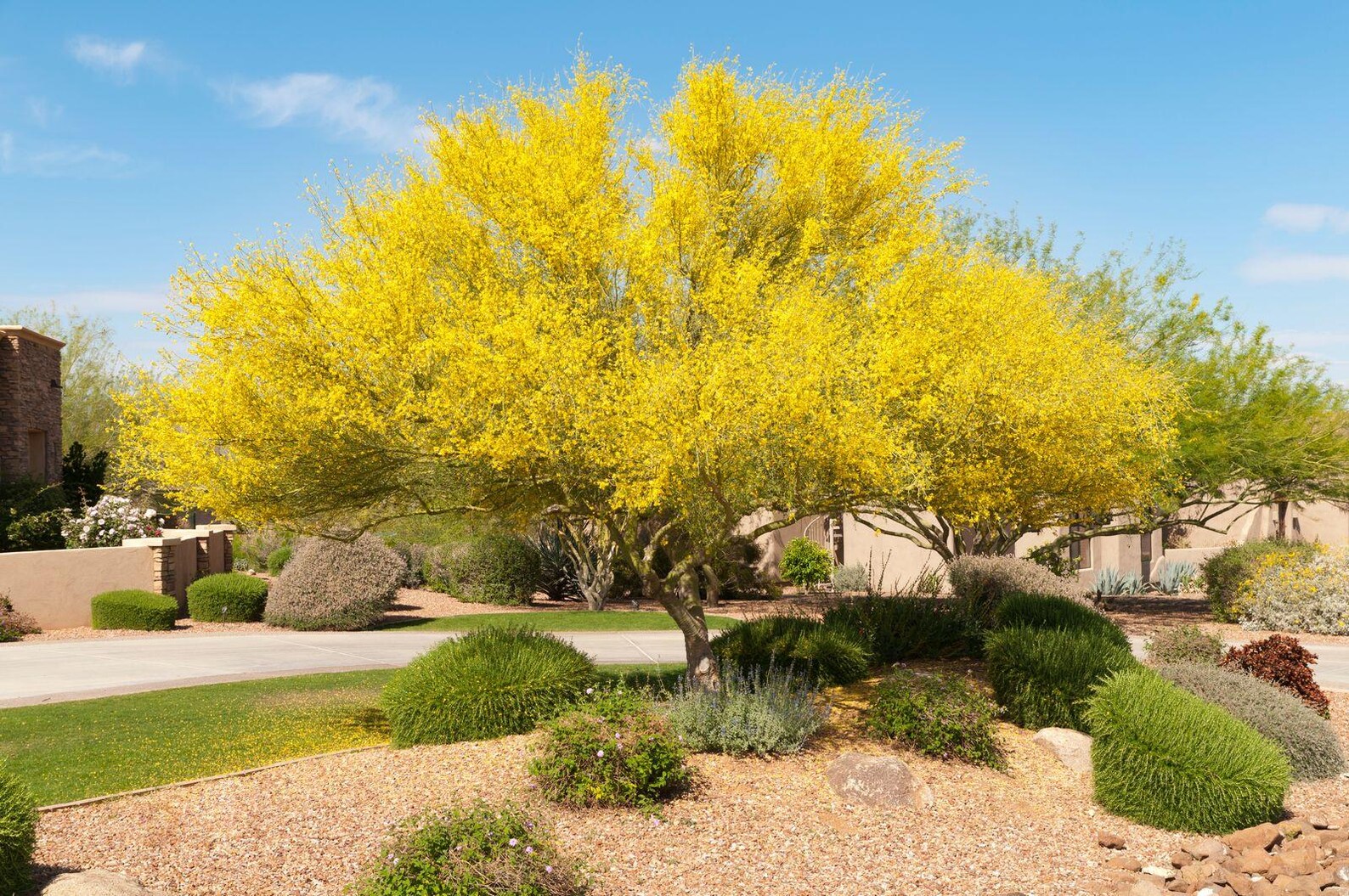 Parkinsonia aculeata Jerusalem Thorn Seeds