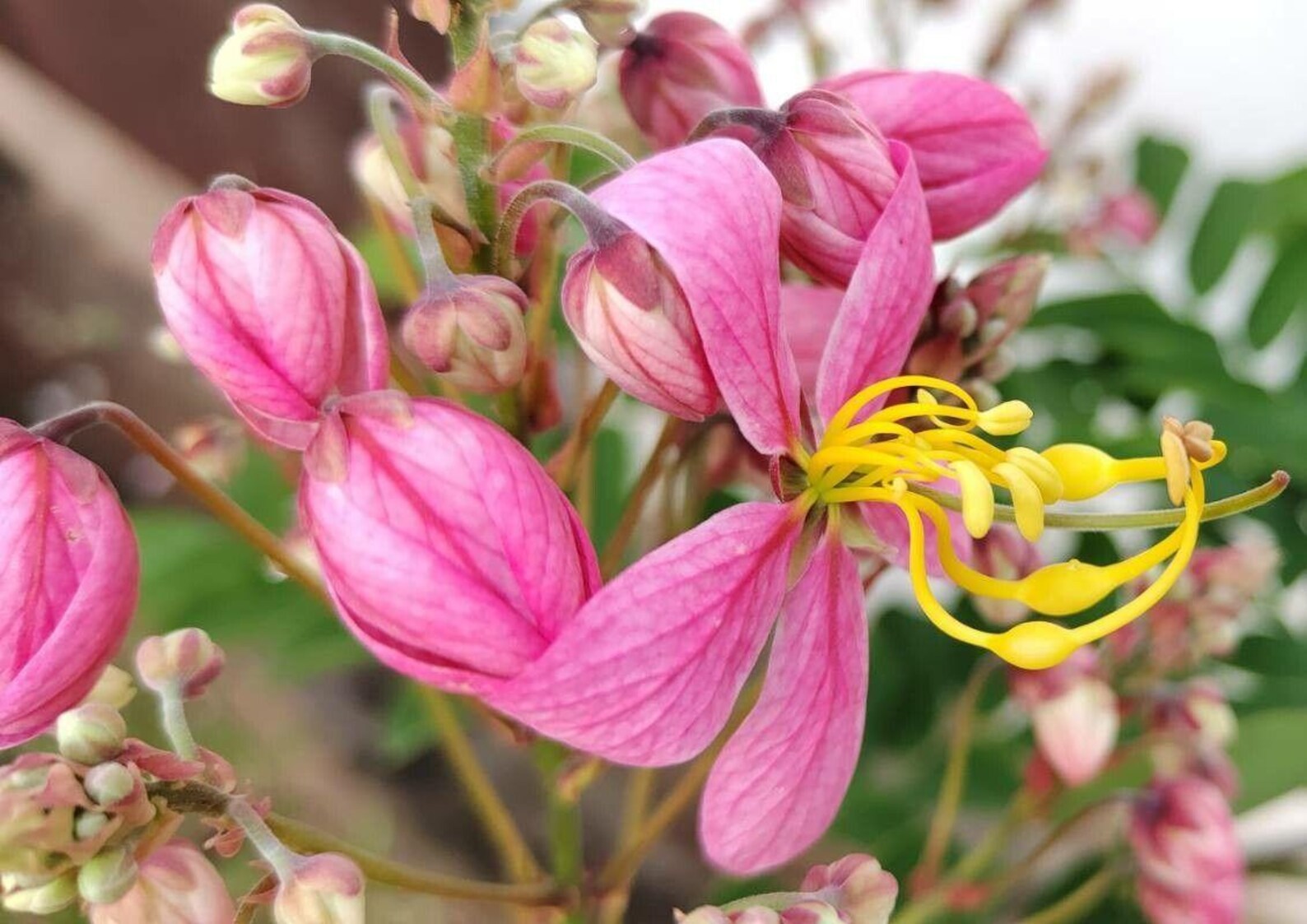 Cassia nodosa Pink Shower Tree Seeds
