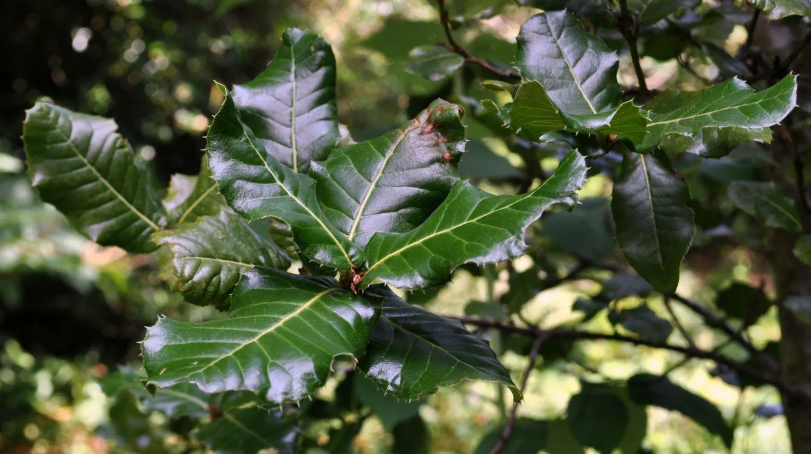 Quercus semecarpifolia Kharsu Oak Seeds