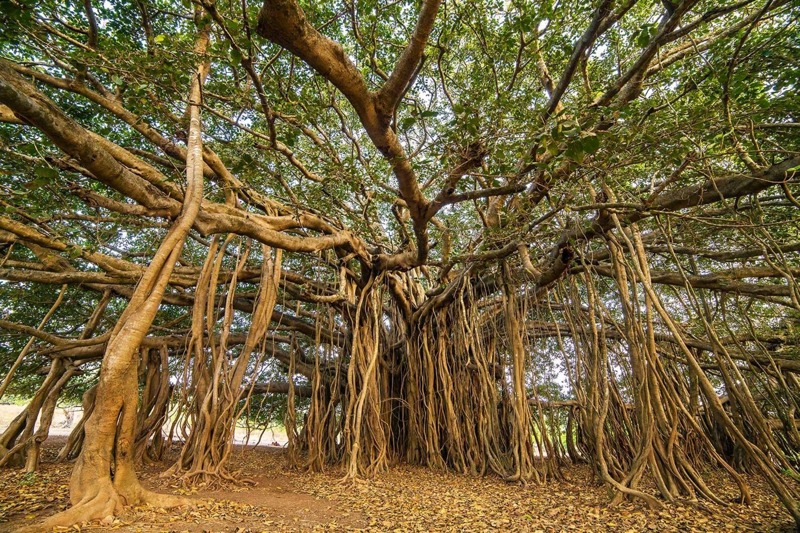 Ficus benghalensis Banyan Tree Seeds