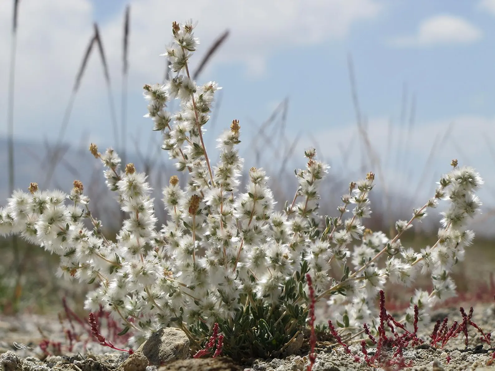 Krascheninnikovia ceratoides Eurasian Winterfat Seeds