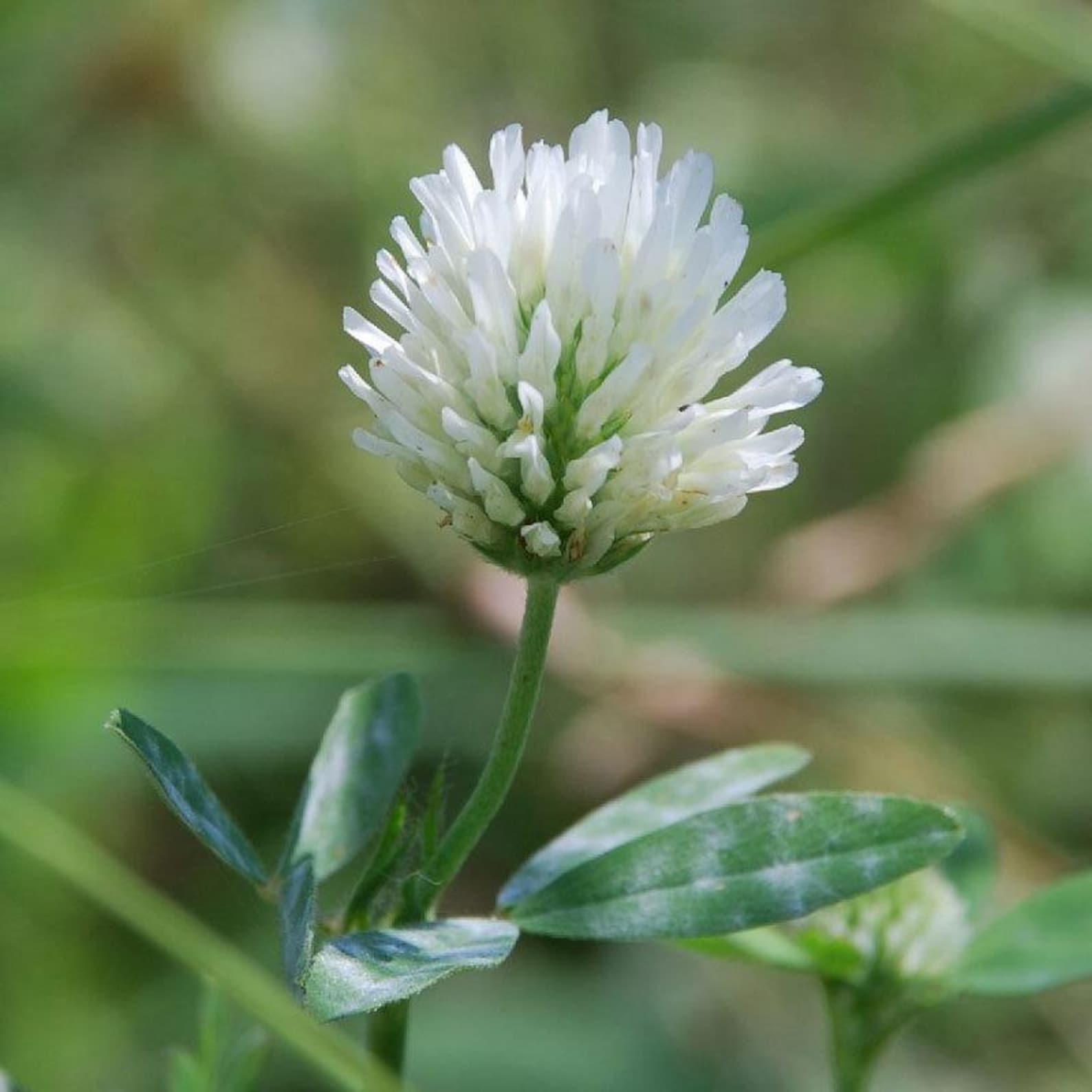 Trifolium alexandrinum Berseem Clover Seeds