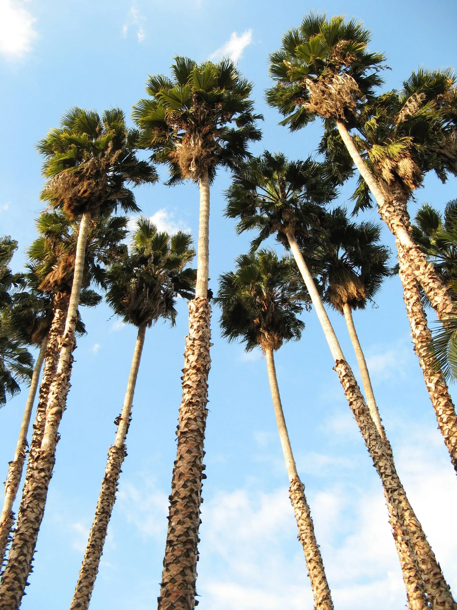 Washingtonia robusta Seeds