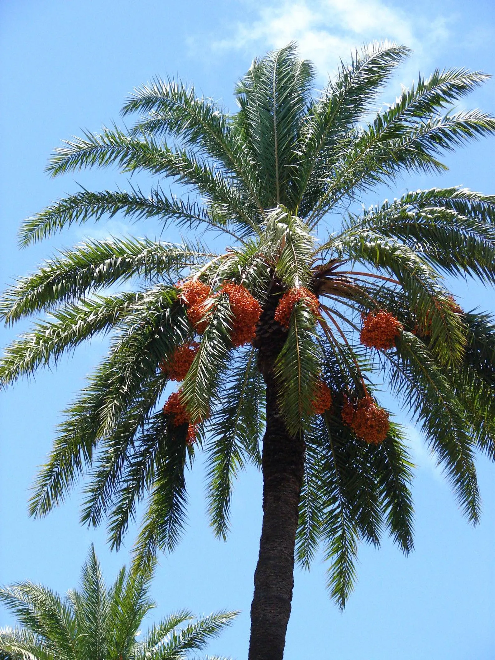 Phoenix sylvestris Seeds