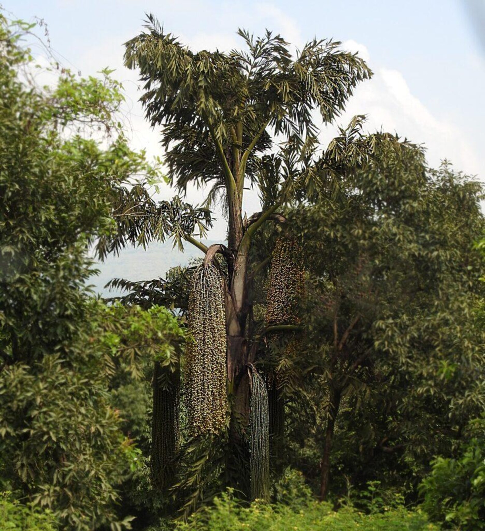 Caryota urens Fishtail Palm Seeds