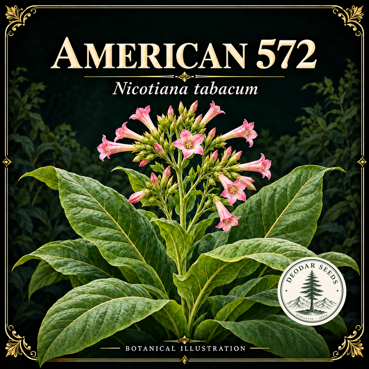 Illustrated cover: AMERICAN 572 (Nicotiana tabacum)