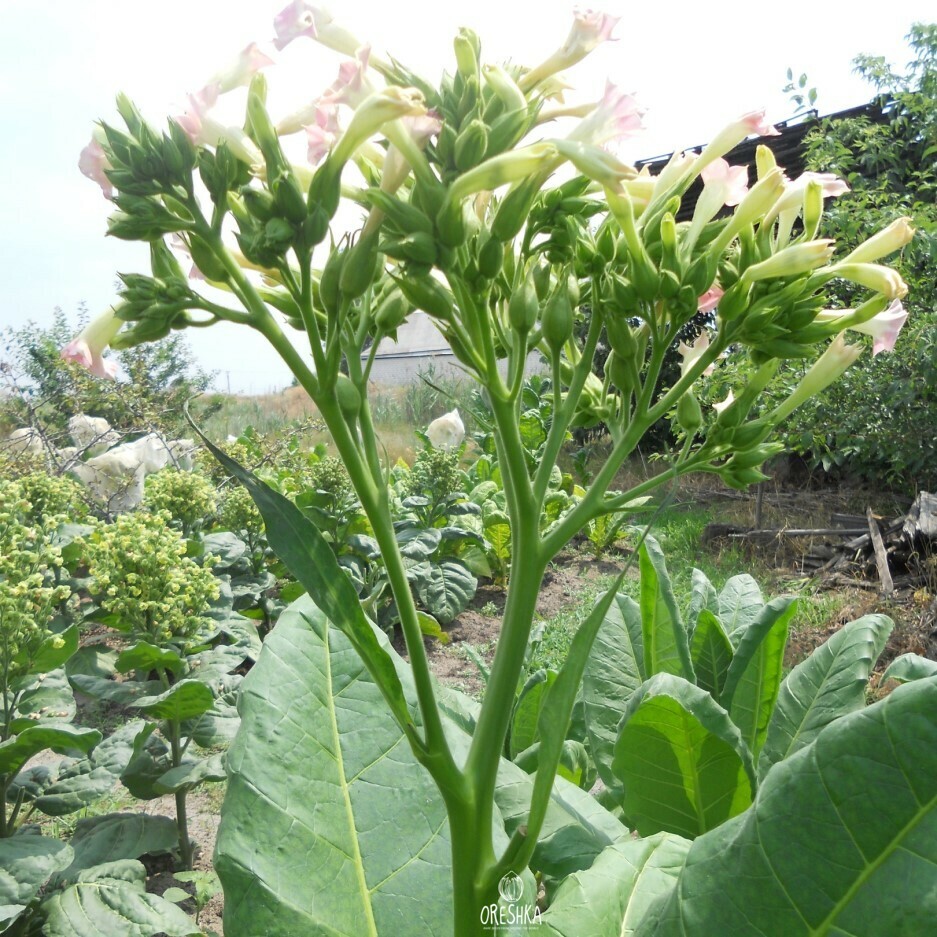 Nicotiana Banana leaf Seeds