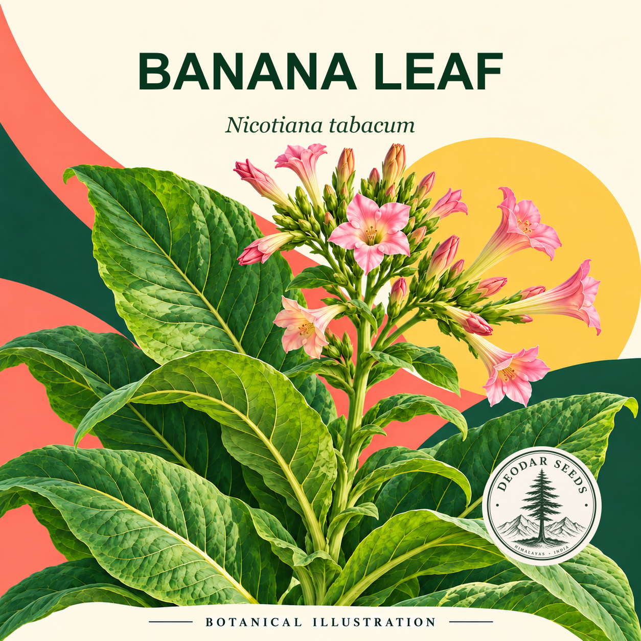 Illustrated cover: BANANA LEAF (Nicotiana tabacum)