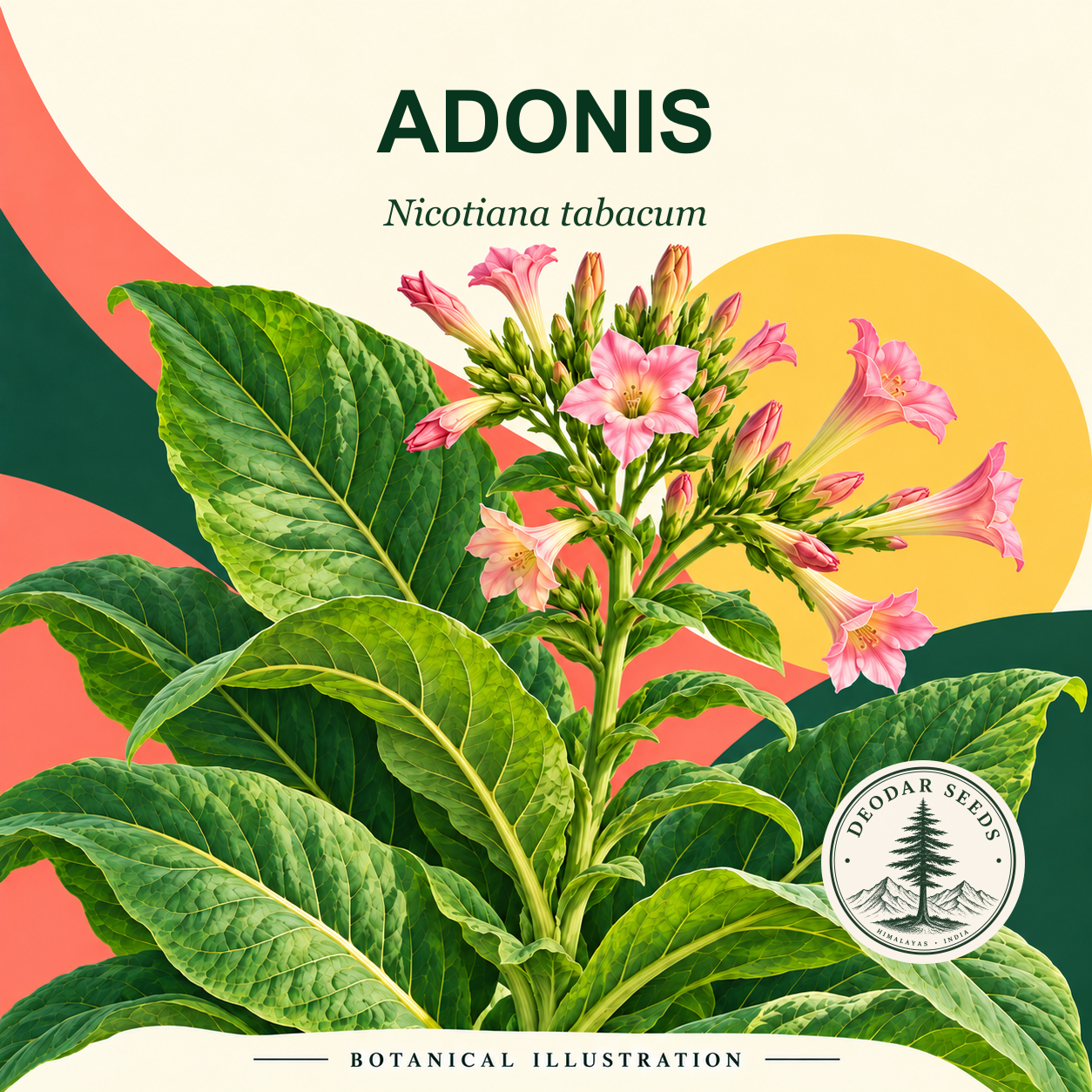 Illustrated cover: ADONIS (Nicotiana tabacum)