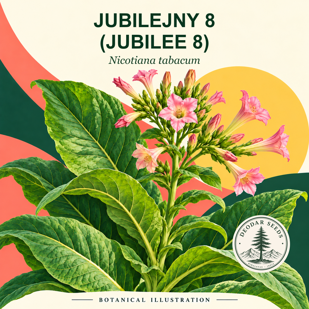 Illustrated cover: JUBILEJNY 8 (JUBILEE 8) (Nicotiana tabacum)