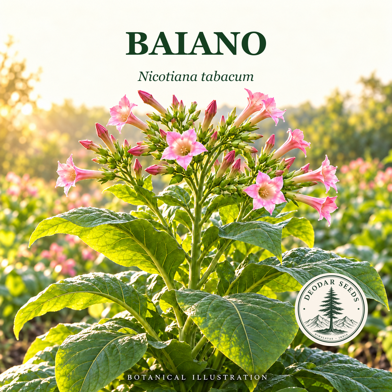 Illustrated cover: BAIANO (Nicotiana tabacum)