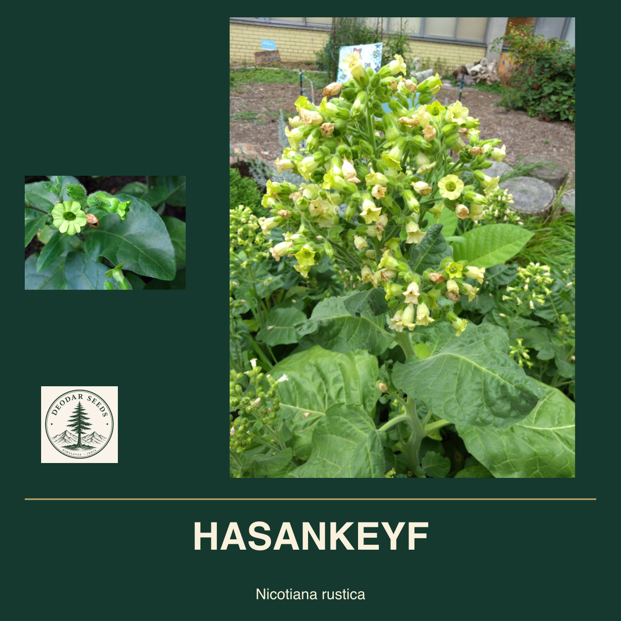 HASANKEYF Nicotiana rustica seed cover with two views of green leaves and yellow-green flowers.