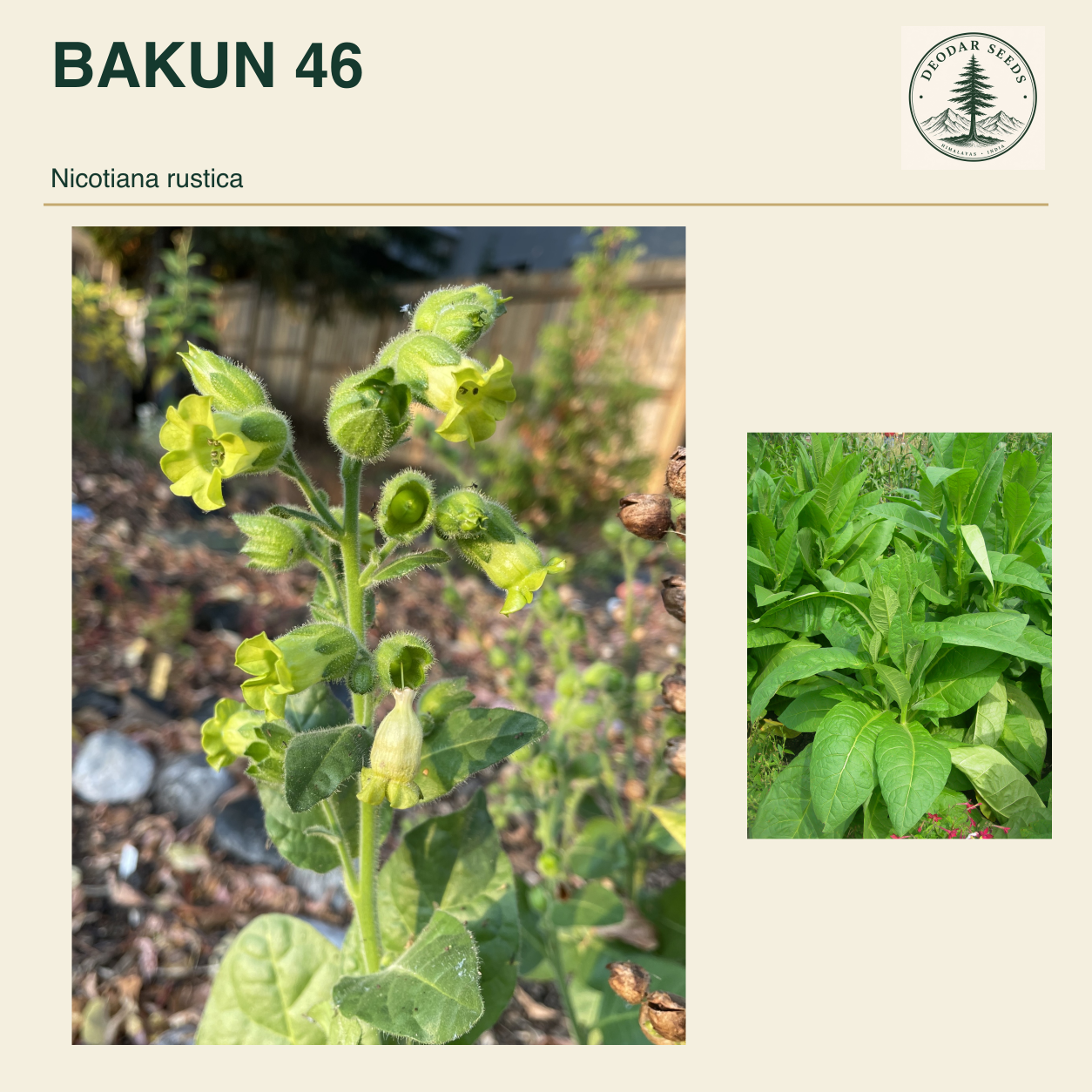 BAKUN 46 Nicotiana rustica seed cover with two views of green leaves and yellow-green flowers.