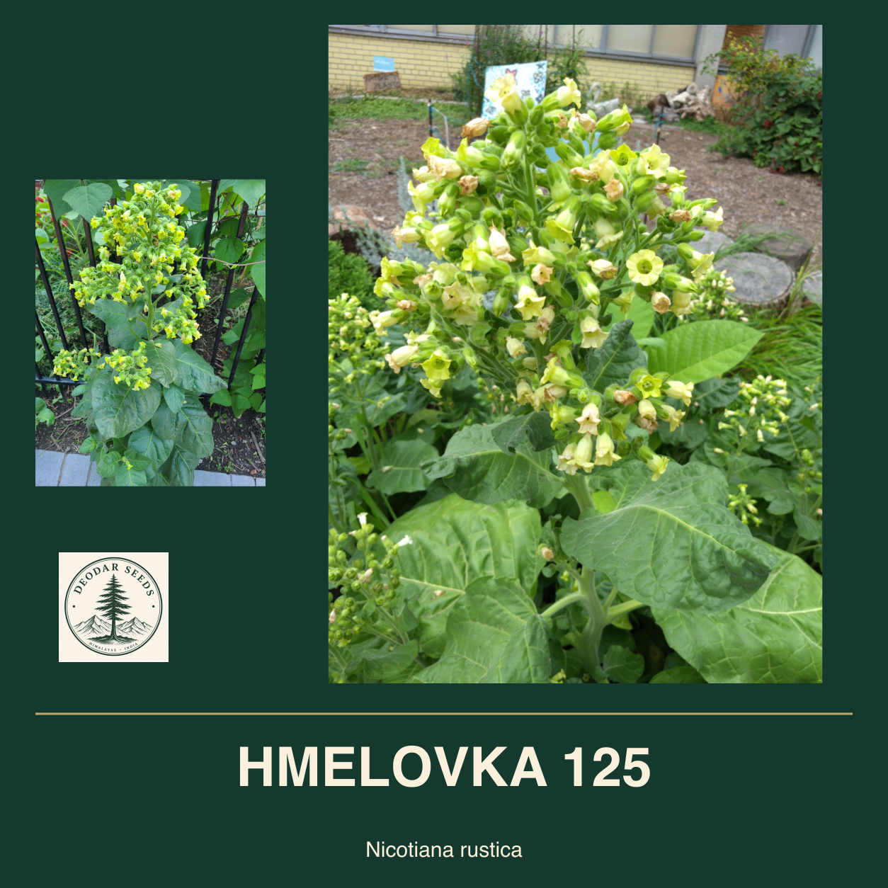 HMELOVKA 125 Nicotiana rustica seed cover with two views of green leaves and yellow-green flowers.