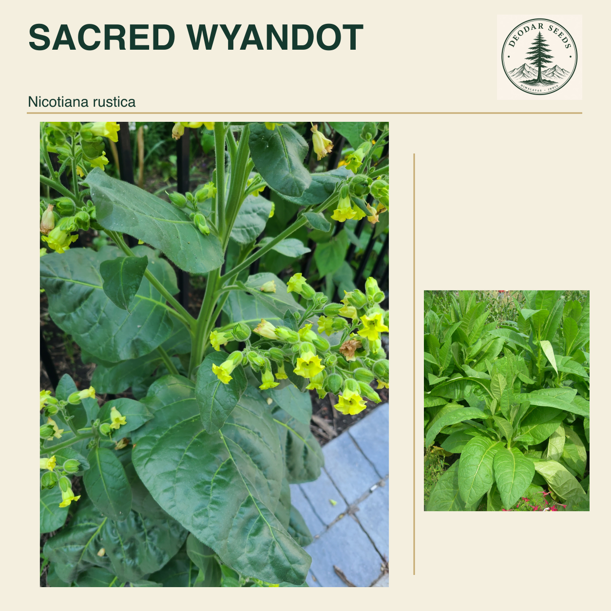 SACRED WYANDOT Nicotiana rustica seed cover with two views of green leaves and yellow-green flowers.
