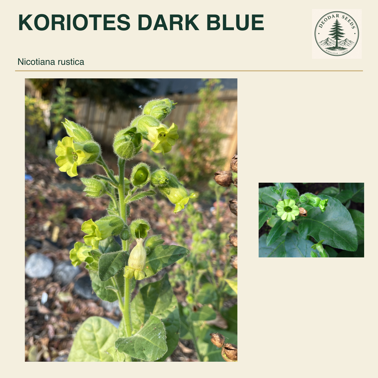 KORIOTES DARK BLUE Nicotiana rustica seed cover with two views of green leaves and yellow-green flowers.