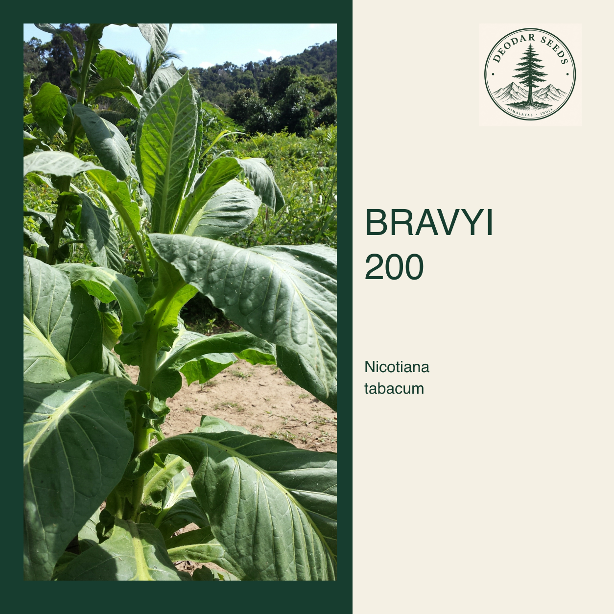 Bravyi 200 Nicotiana tabacum seed selection cover with a botanical species-reference photograph.