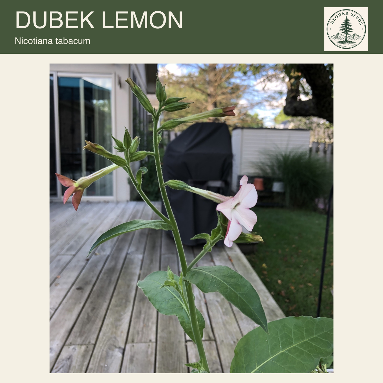 Dubek Lemon Nicotiana tabacum seed selection cover with a botanical species-reference photograph.