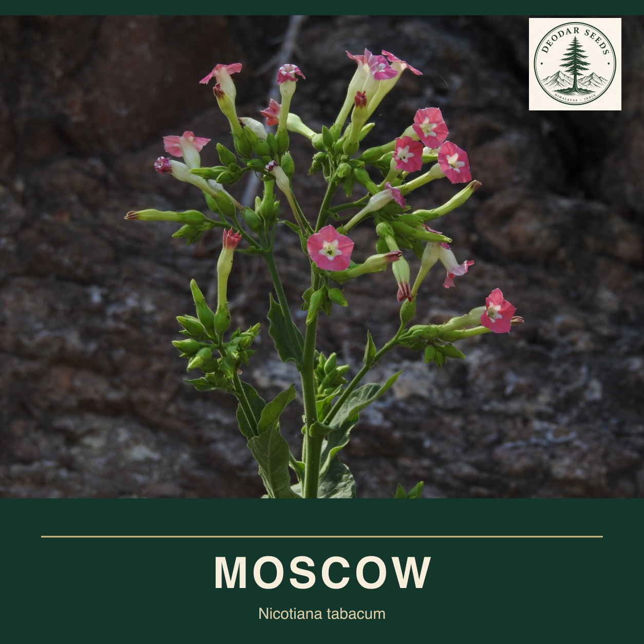 Pink tubular flowers and buds on an upright Nicotiana tabacum stem against dark rock; Moscow seeds cover.