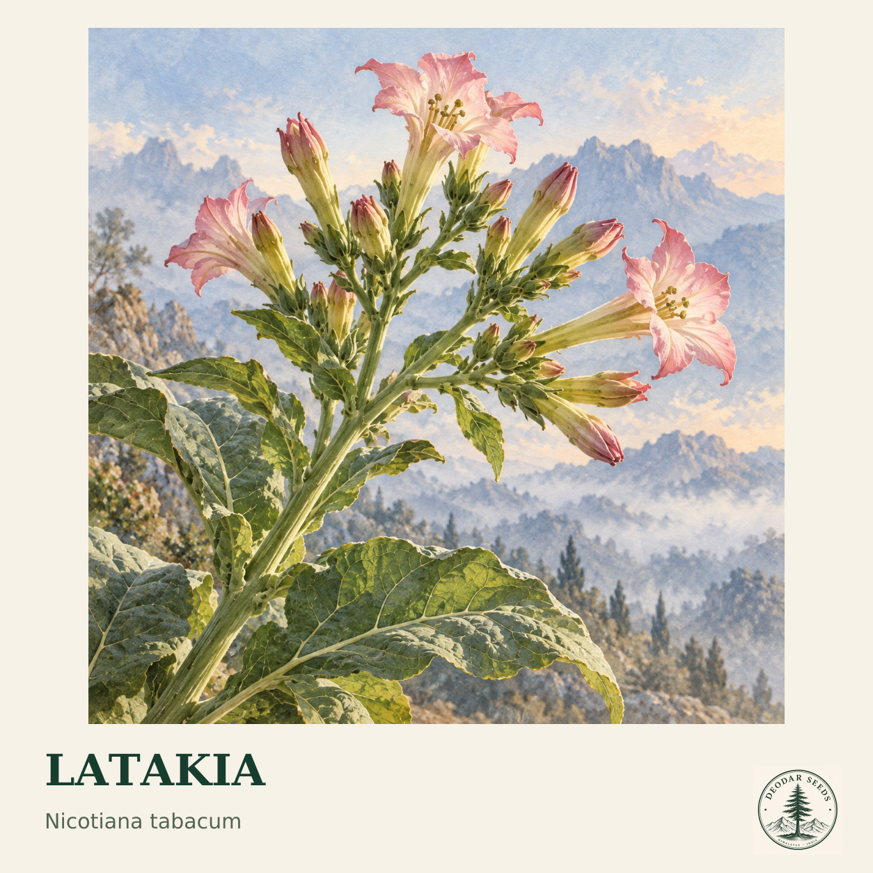 Latakia seed selection cover with Nicotiana tabacum botanical artwork.