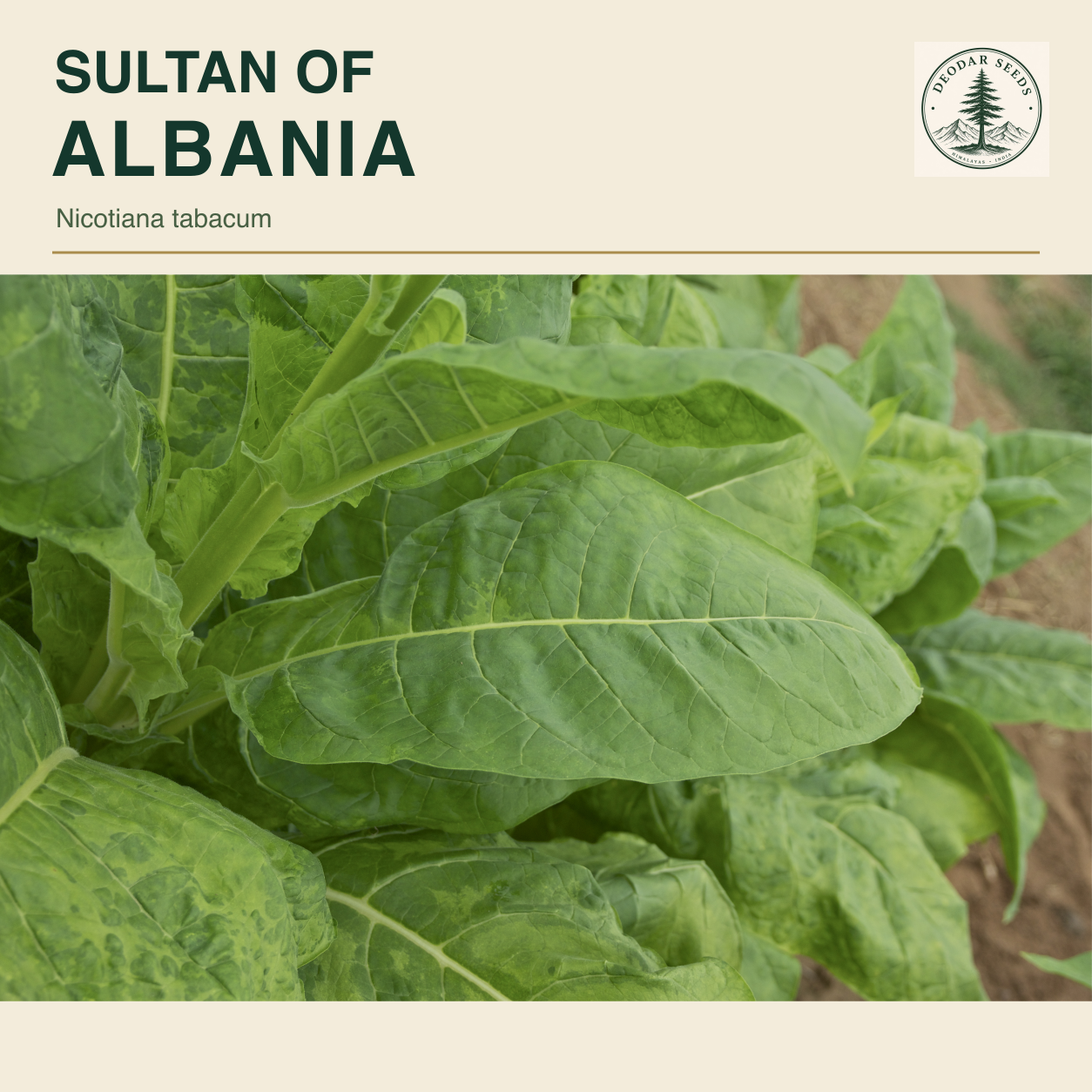A large green Nicotiana tabacum leaf showing its midrib and branching veins; Sultan of Albania seeds cover.