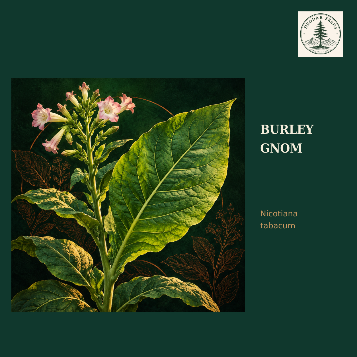 Burley Gnom seed selection cover with Nicotiana tabacum botanical artwork.