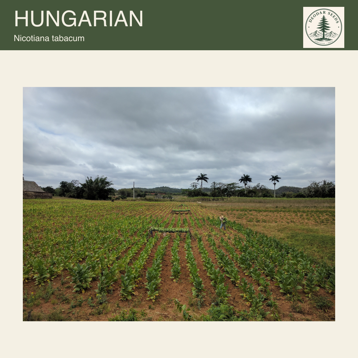 Rows of Nicotiana tabacum plants in a broad field beneath a cloudy sky; Hungarian seeds cover.