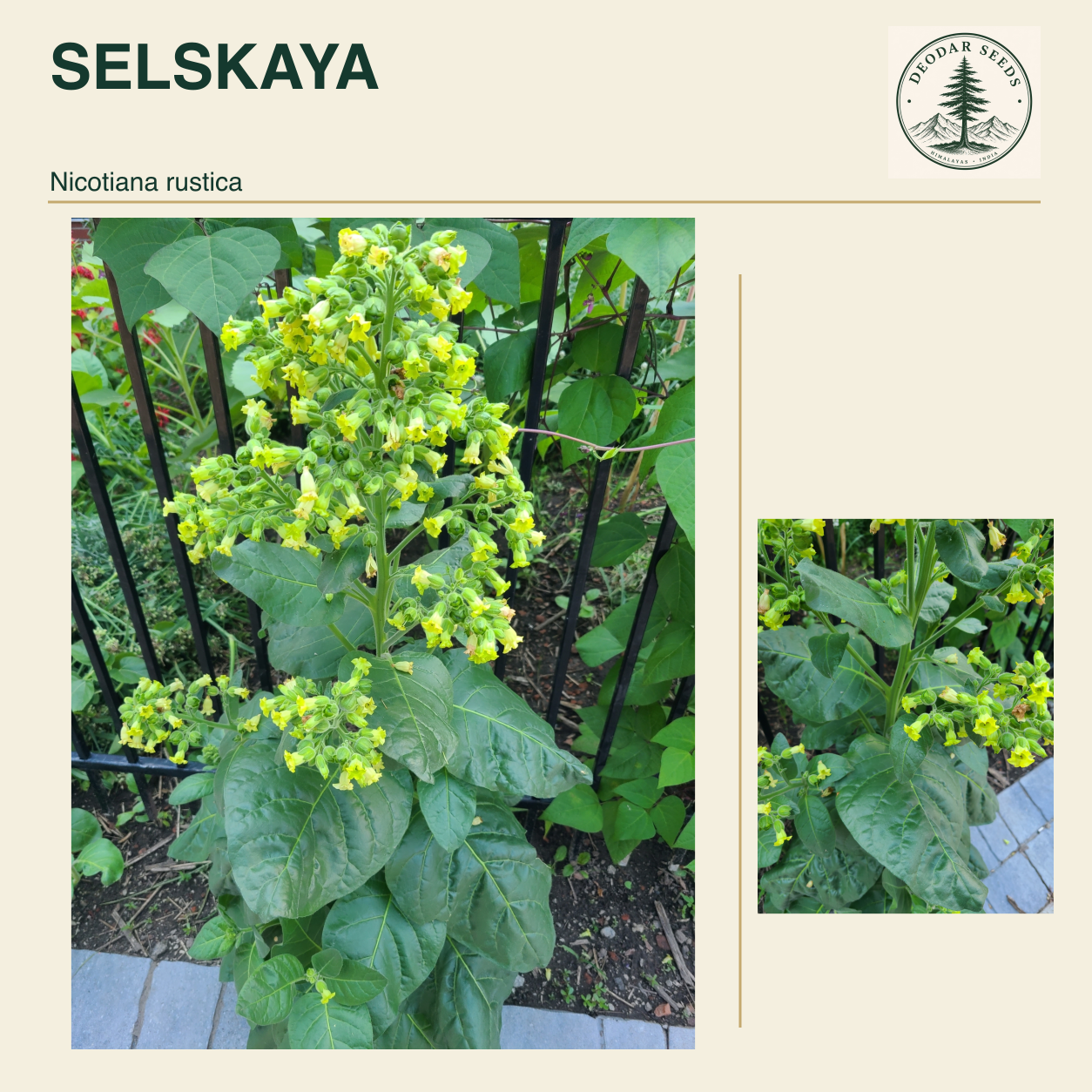 SELSKAYA Nicotiana rustica seed cover with two views of green leaves and yellow-green flowers.