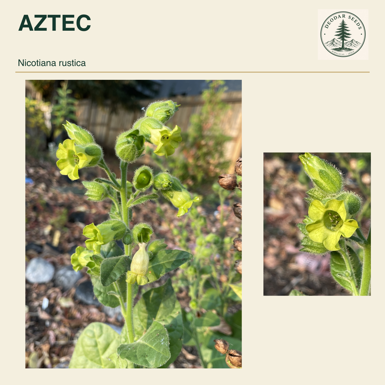 AZTEC Nicotiana rustica seed cover with two views of green leaves and yellow-green flowers.