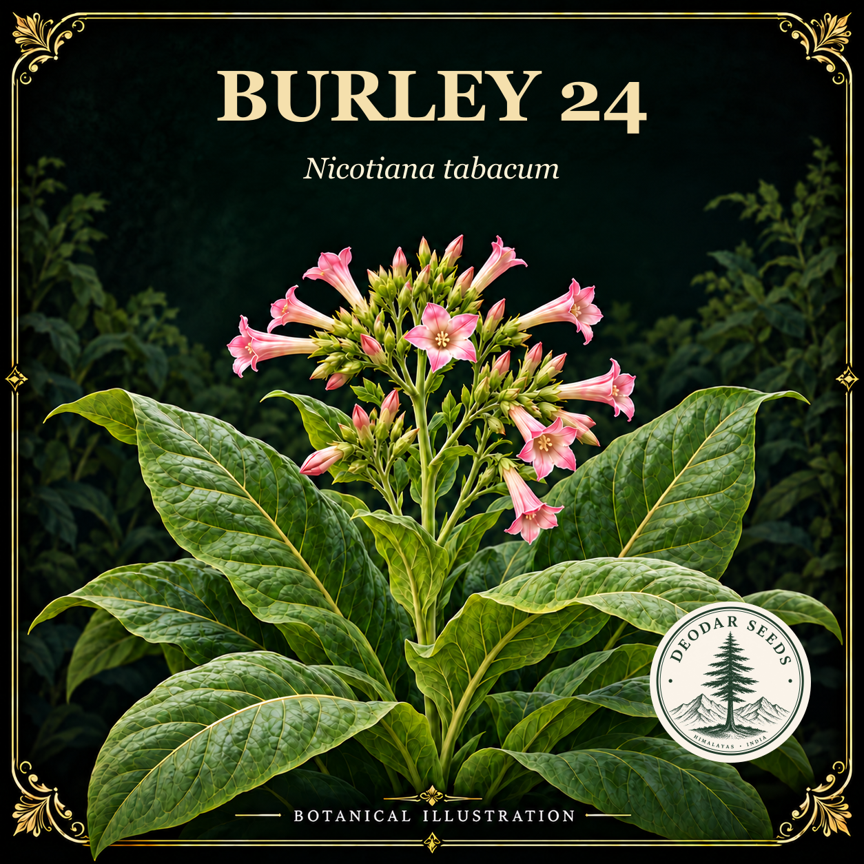 Illustrated cover: BURLEY 24 (Nicotiana tabacum)