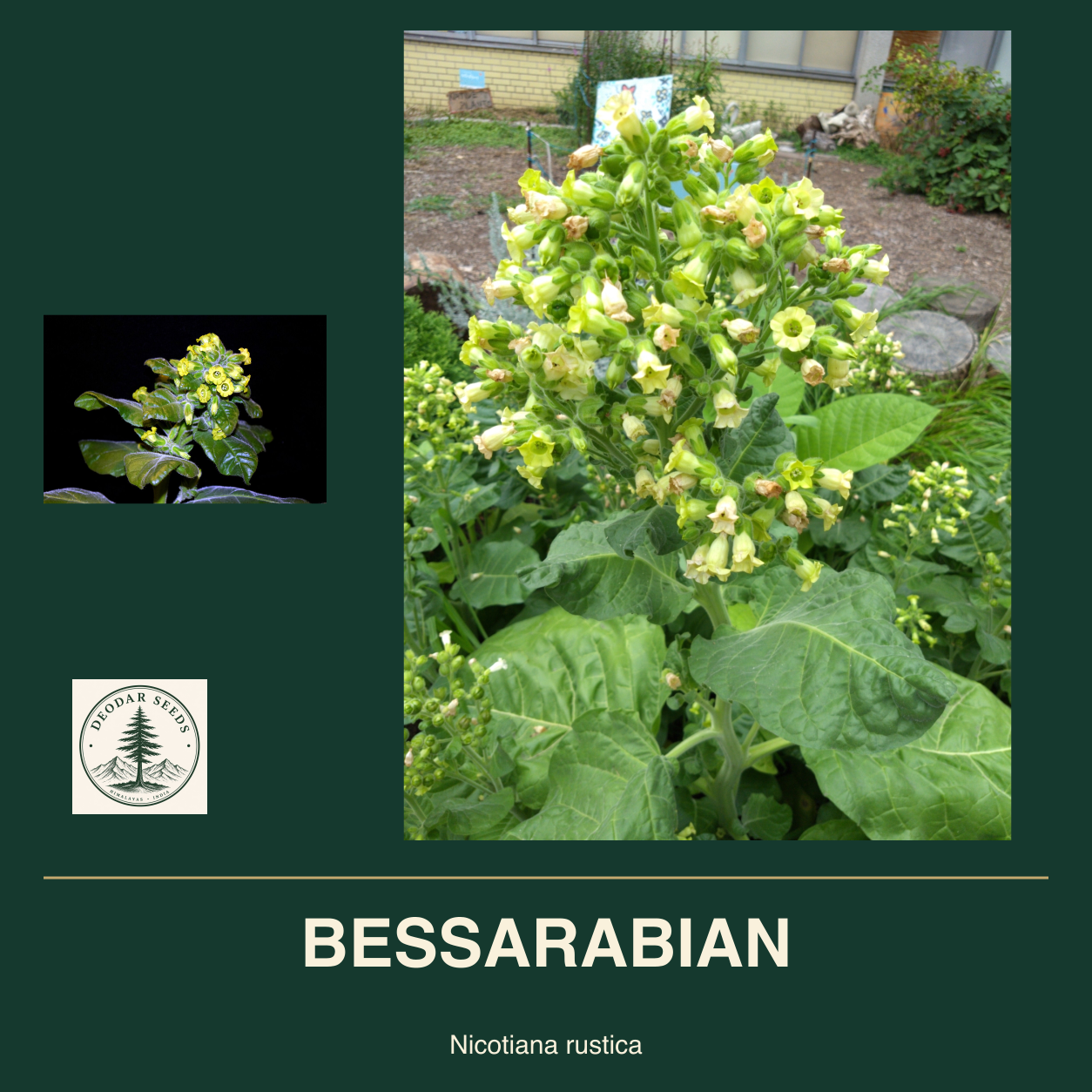 BESSARABIAN Nicotiana rustica seed cover with two views of green leaves and yellow-green flowers.