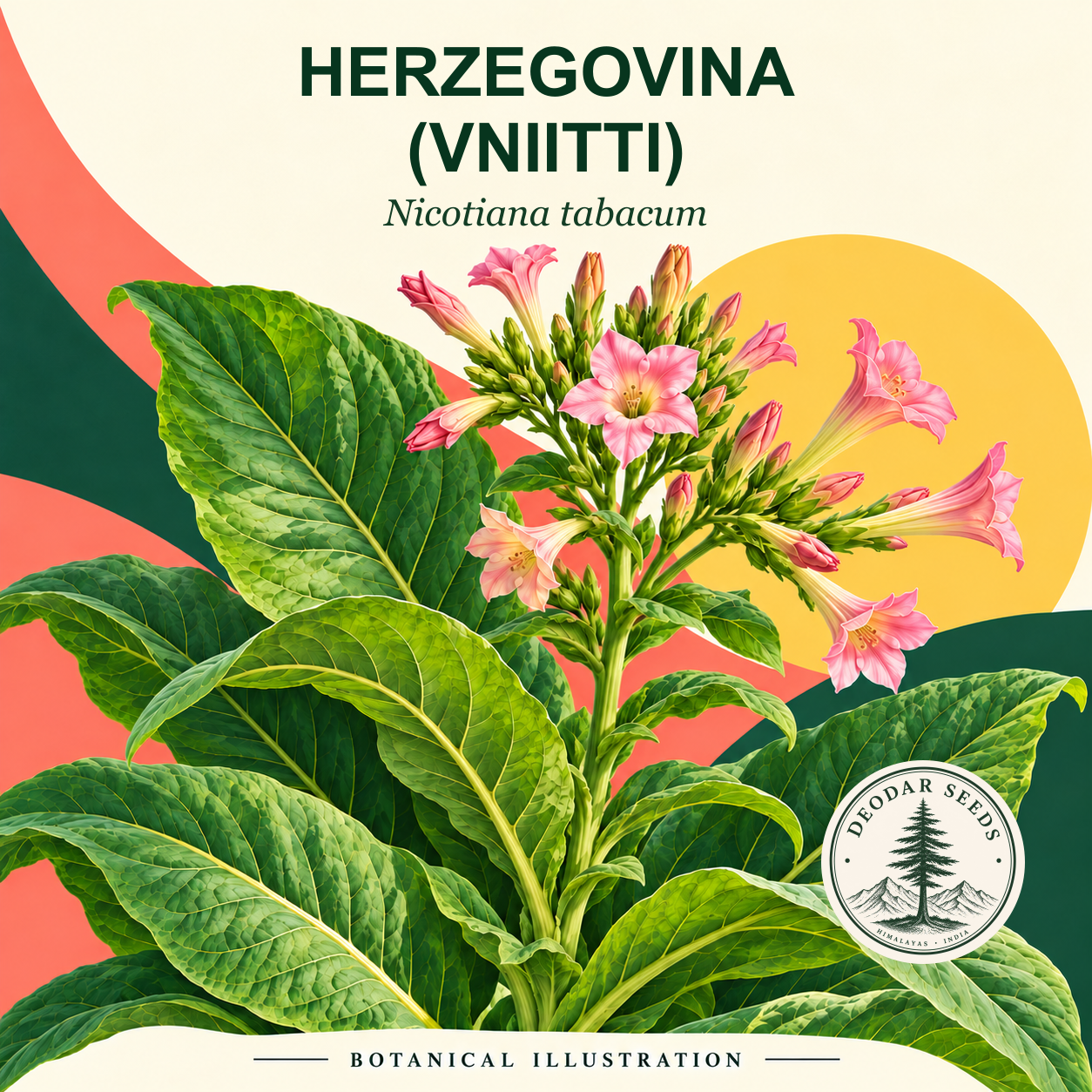 Illustrated cover: HERZEGOVINA (VNIITTI) (Nicotiana tabacum)