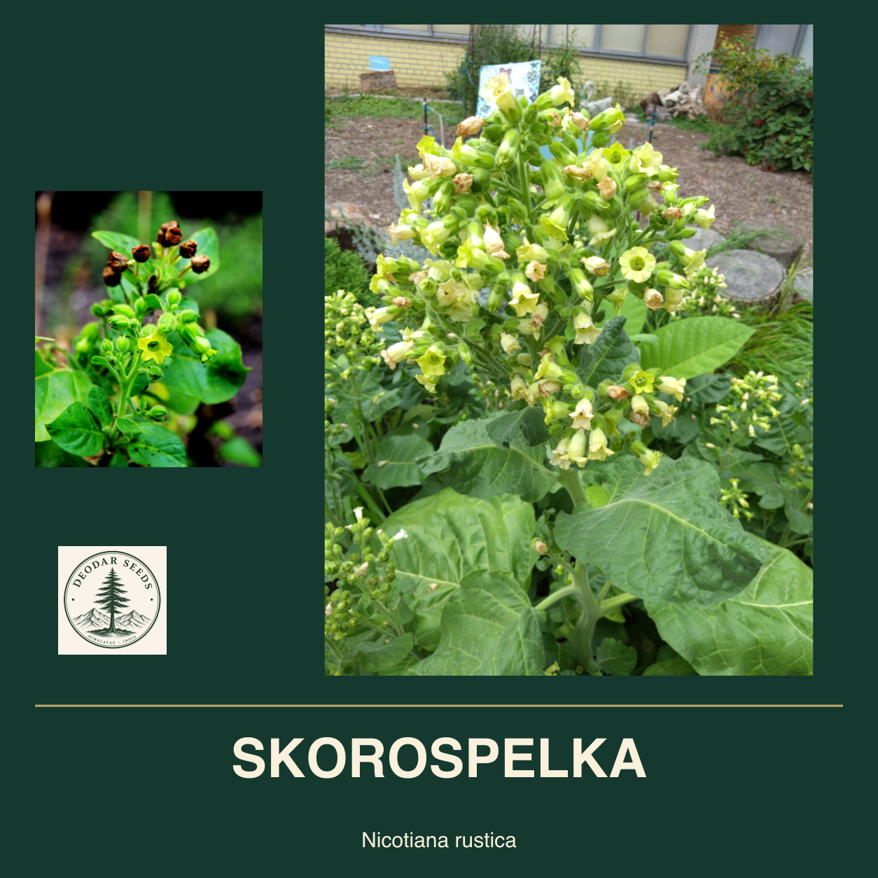 SKOROSPELKA Nicotiana rustica seed cover with two views of green leaves and yellow-green flowers.