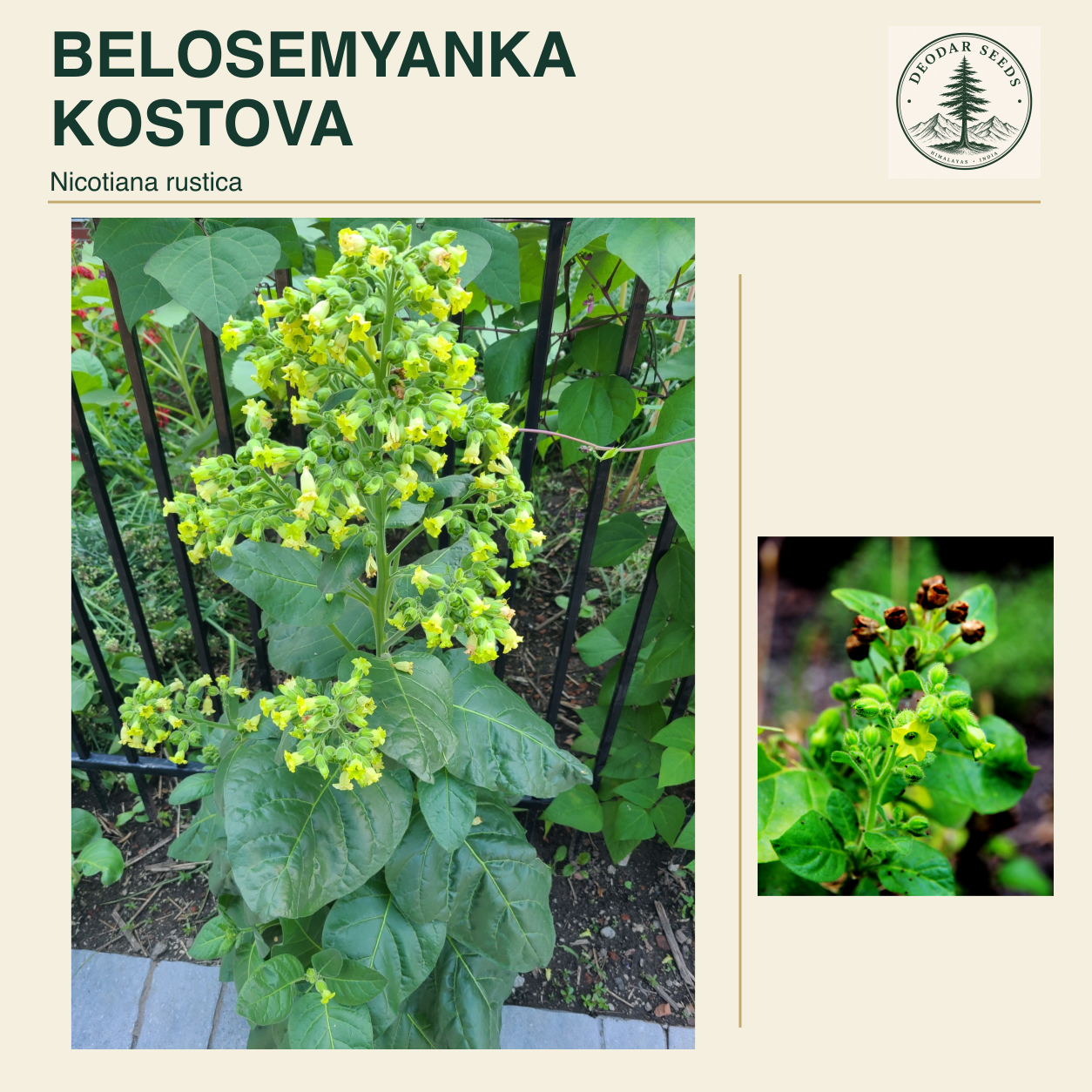 BELOSEMYANKA KOSTOVA Nicotiana rustica seed cover with two views of green leaves and yellow-green flowers.