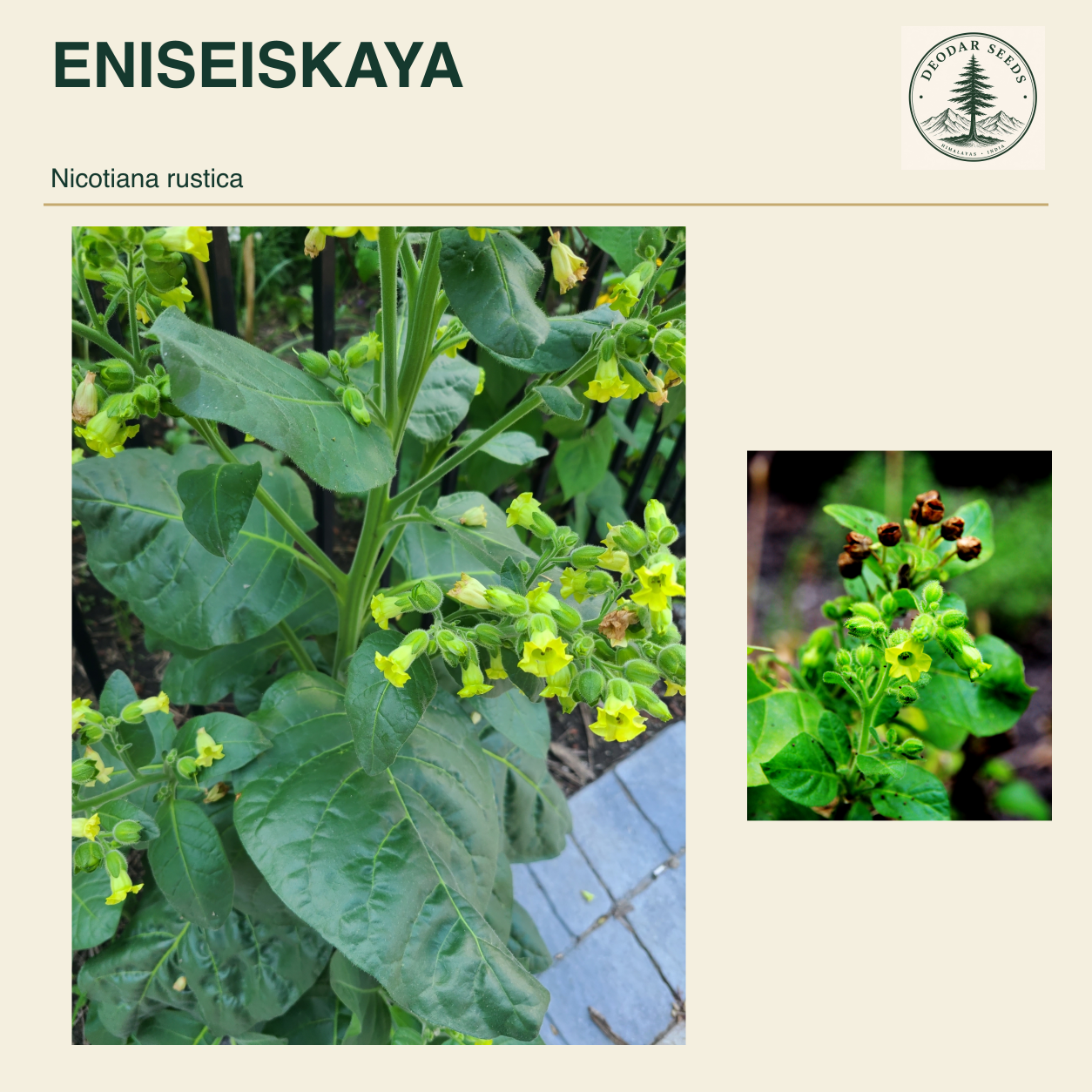 ENISEISKAYA Nicotiana rustica seed cover with two views of green leaves and yellow-green flowers.