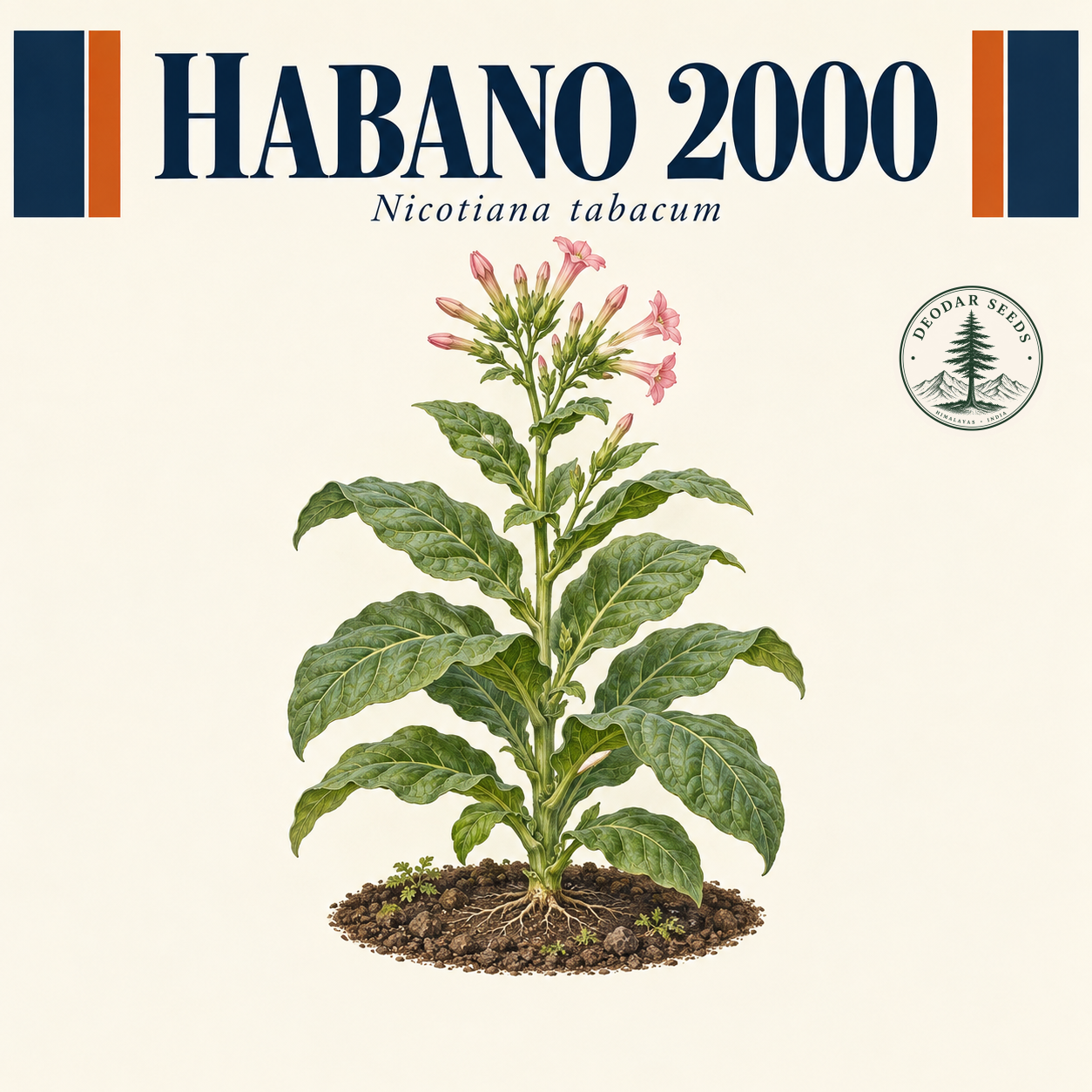 Illustrated cover: HABANO 2000 (Nicotiana tabacum)