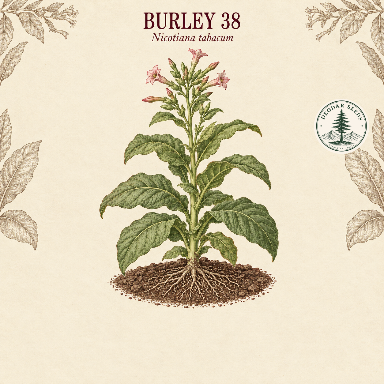 Illustrated cover: BURLEY 38 (Nicotiana tabacum)