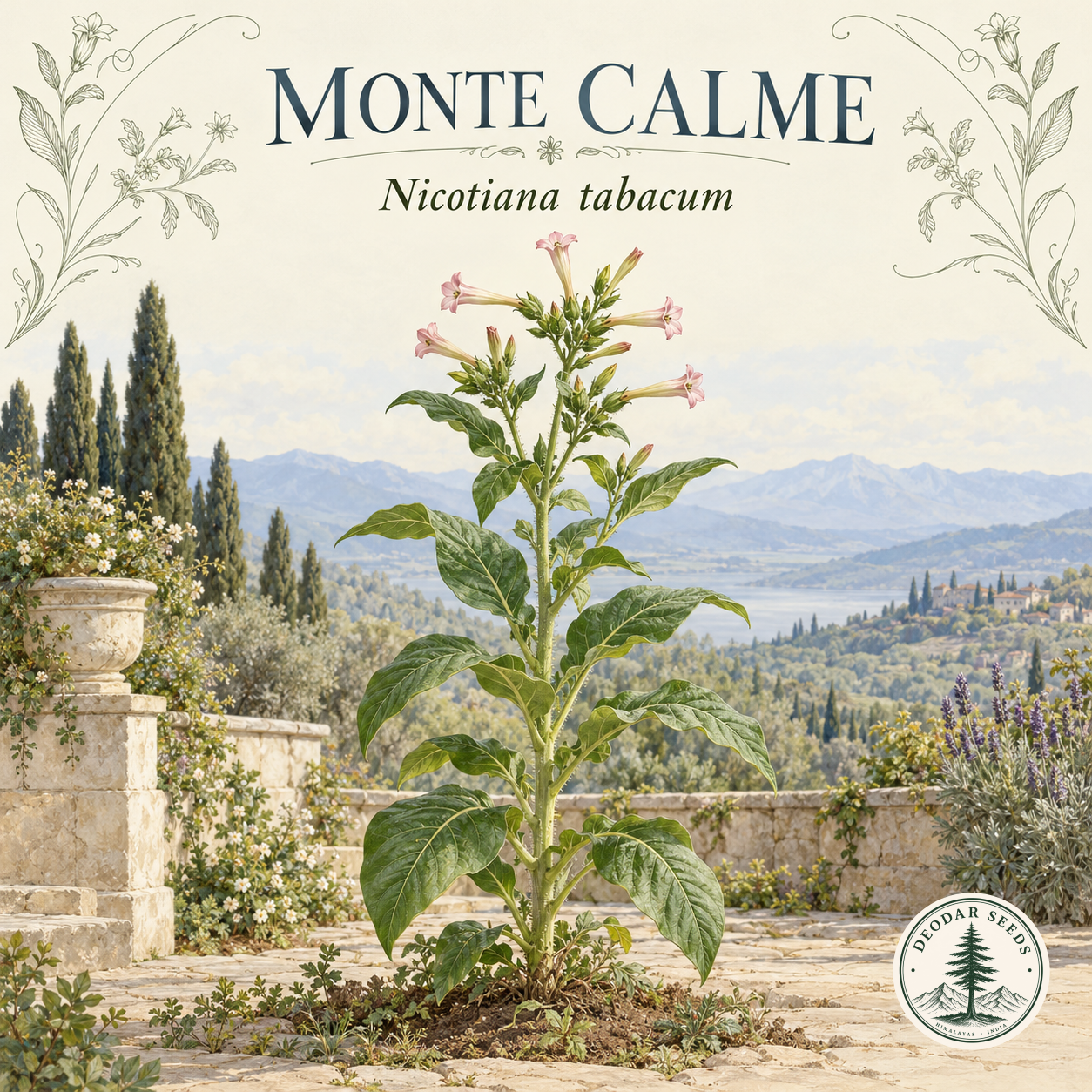 Illustrated cover: MONTE CALME (Nicotiana tabacum)