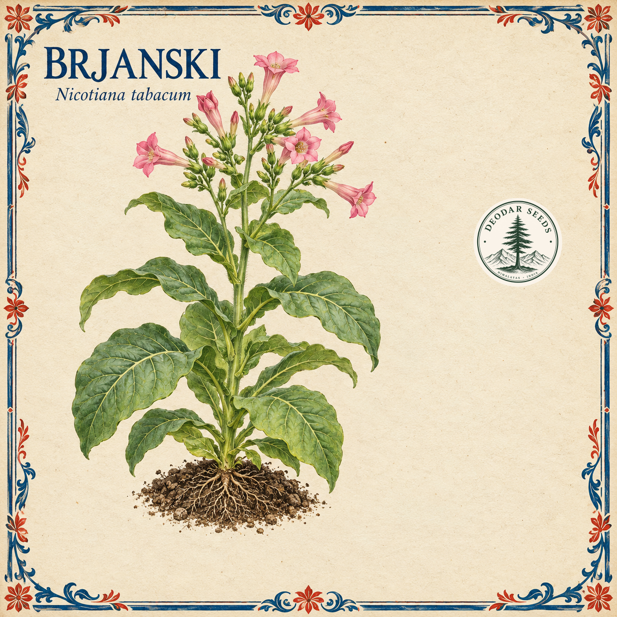 Brjanski (Nicotiana tabacum) botanical illustration showing a flowering plant and cobalt-blue-and-red ornamental border.