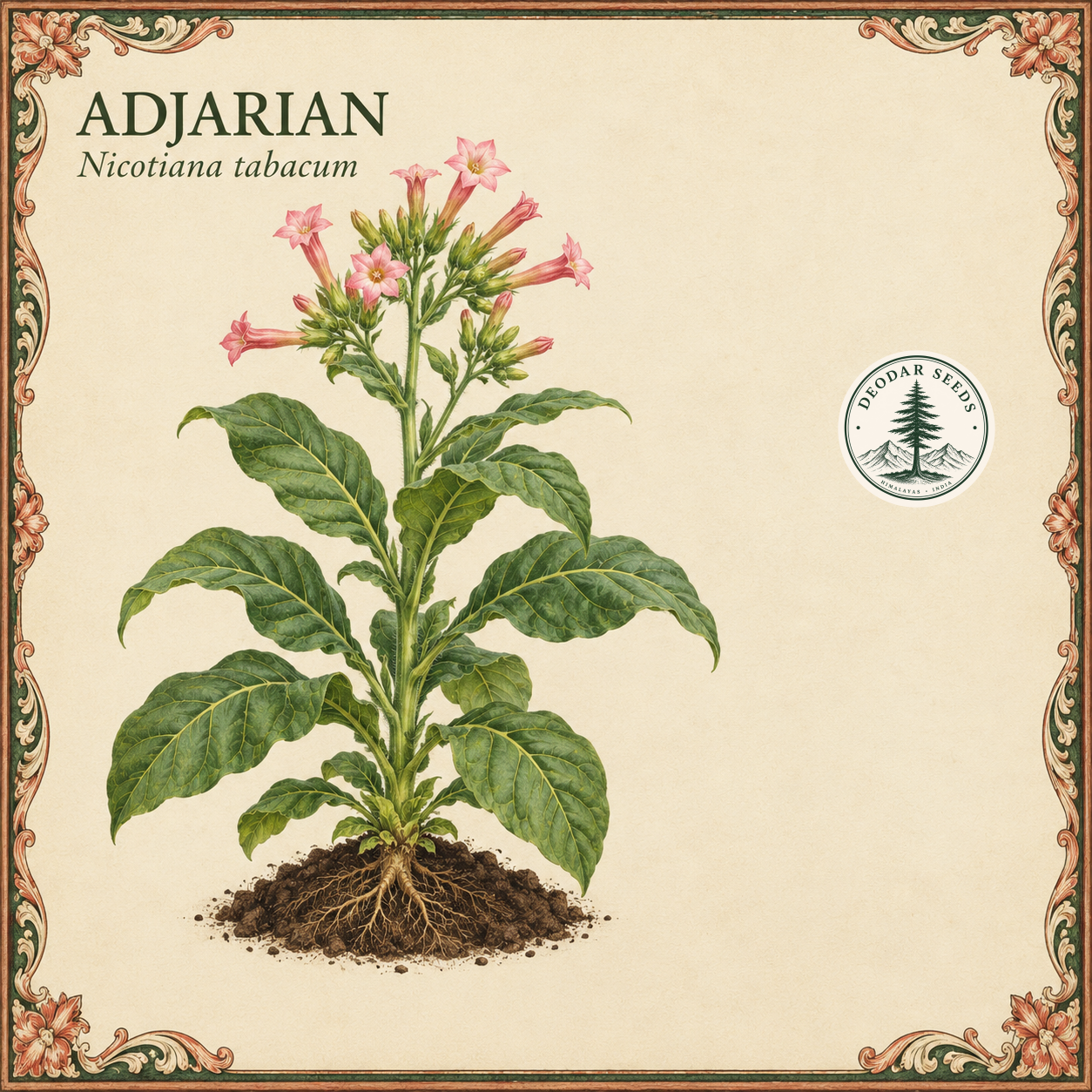 Adjarian (Nicotiana tabacum) botanical illustration showing a flowering plant and a green-and-coral ornamental border.