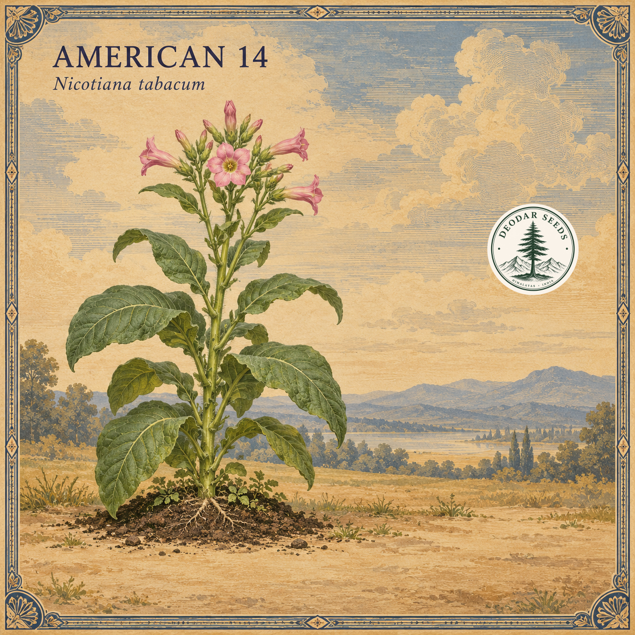 American 14 (Nicotiana tabacum) botanical illustration showing a flowering plant against a warm-toned engraved landscape.
