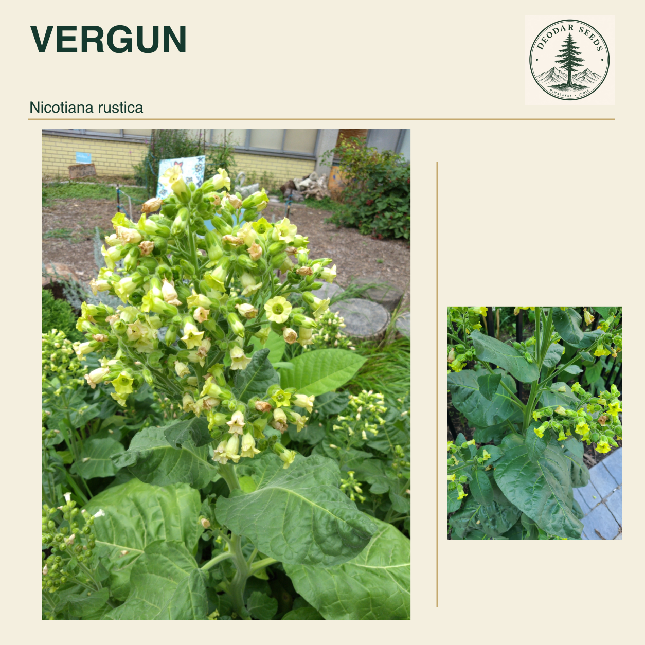 VERGUN Nicotiana rustica seed cover with two views of green leaves and yellow-green flowers.