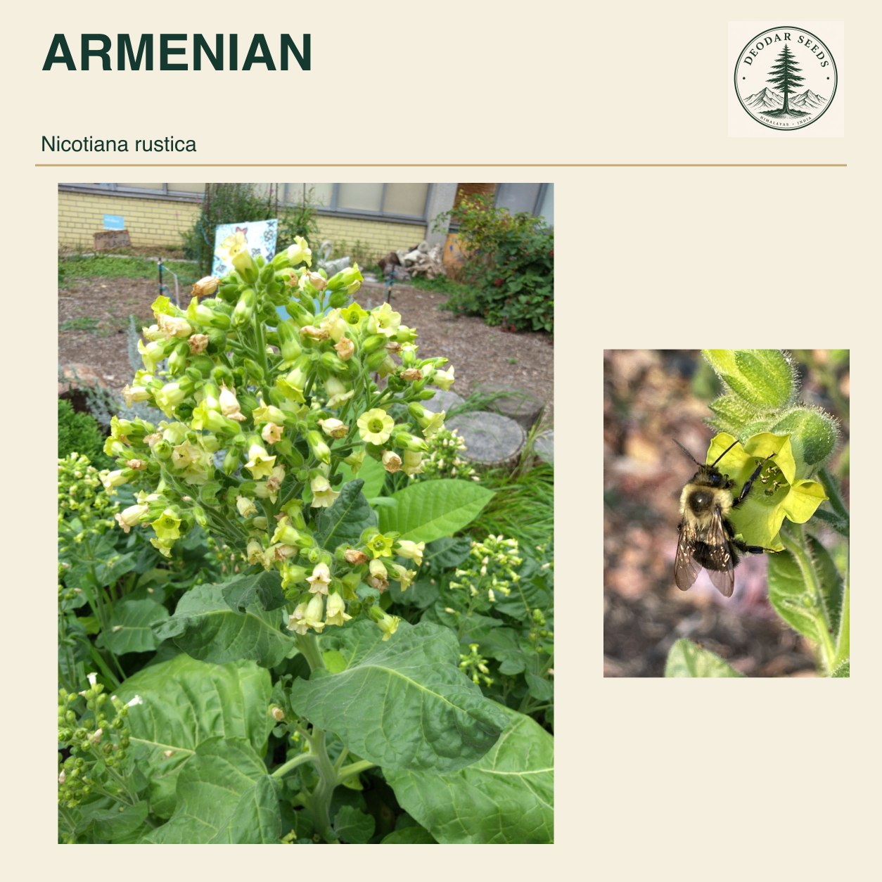 ARMENIAN Nicotiana rustica seed cover with two views of green leaves and yellow-green flowers.