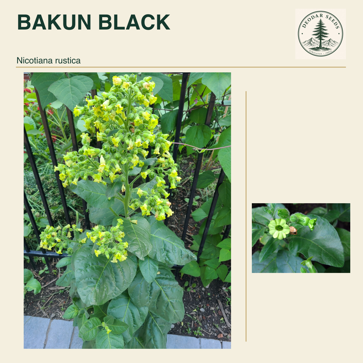 BAKUN BLACK Nicotiana rustica seed cover with two views of green leaves and yellow-green flowers.