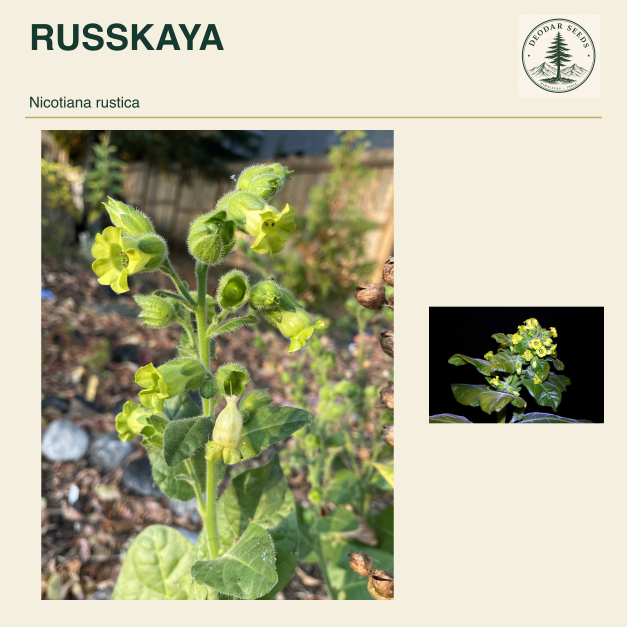 RUSSKAYA Nicotiana rustica seed cover with two views of yellow-green flowers and green flowering stems.
